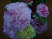 DSC05105.JPG
