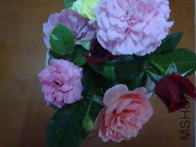 DSC05107.JPG