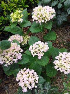20150527_074155.jpg