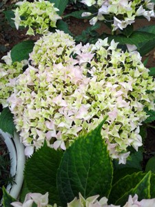 20150525_070758.jpg