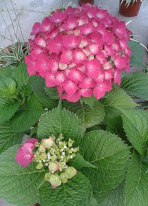 20150524_181219222.jpg