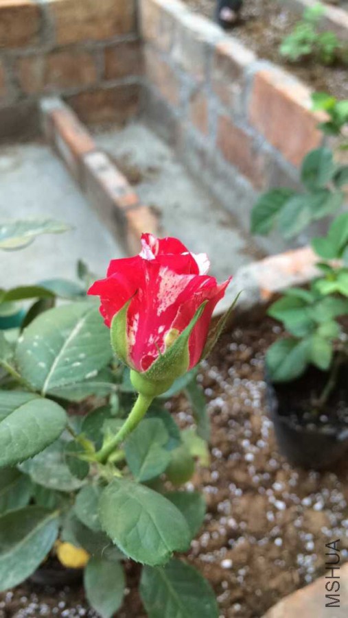 QQͼƬ20150601141505.jpg