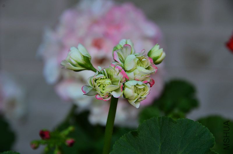 �ձ��� (5).jpg