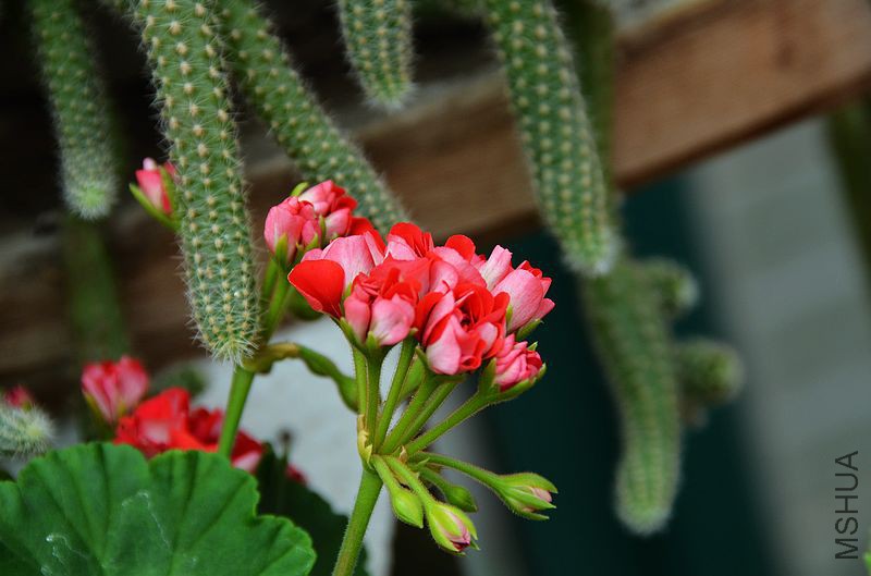 ȫ�ذ��õ�� (1).jpg