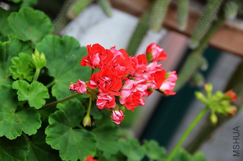 ȫ�ذ��õ�� (2).jpg