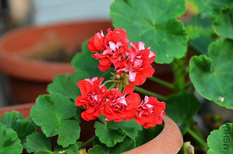 ȫ�ذ��õ�� (3).jpg