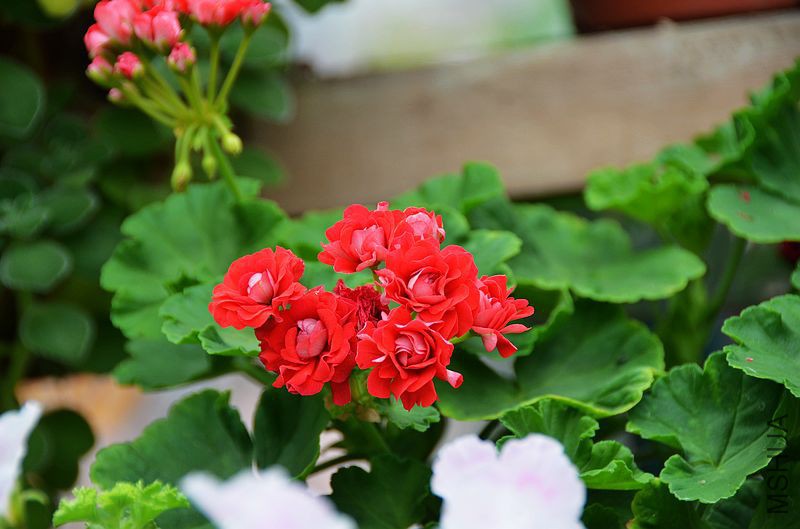 ȫ�ذ��õ�� (4).jpg