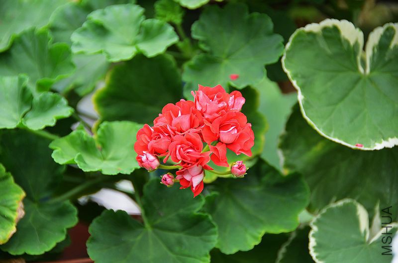 ȫ�ذ��õ�� (5).jpg