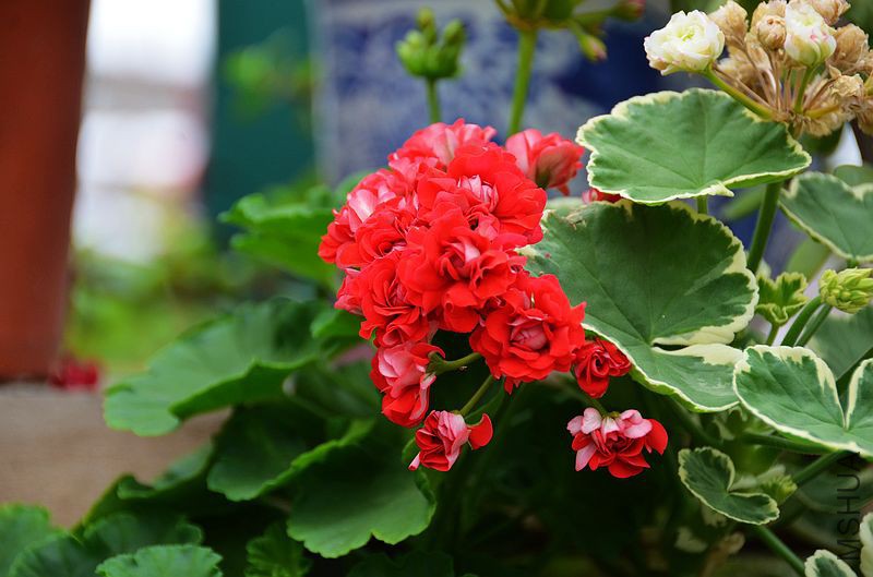 ȫ�ذ��õ�� (6).jpg