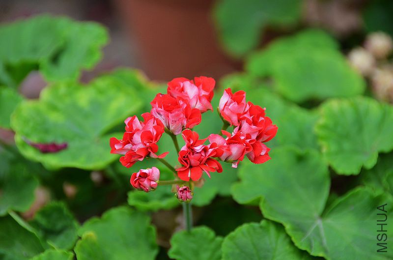 ȫ�ذ��õ�� (8).jpg