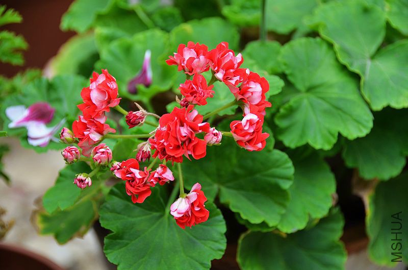 ȫ�ذ��õ�� (7).jpg