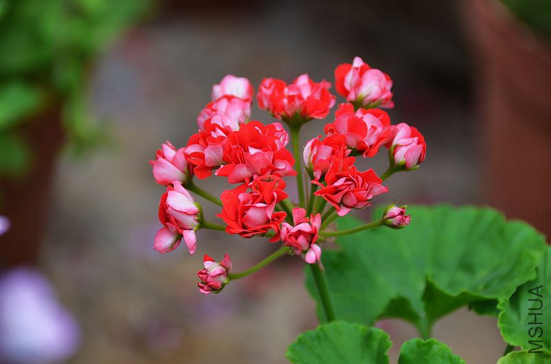 ȫ�ذ��õ�� (9).jpg