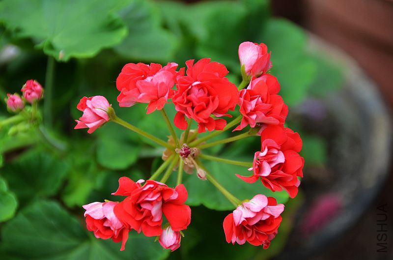 ȫ�ذ��õ�� (10).jpg