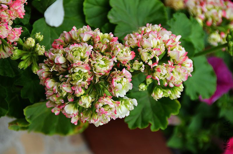 ƻ���� (3).jpg