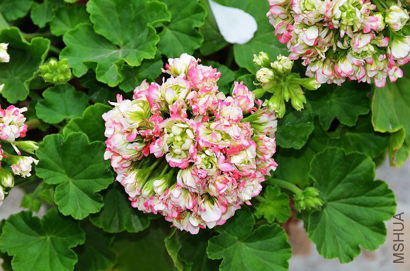 ƻ���� (2).jpg