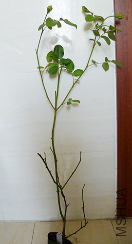 P1050869.jpg