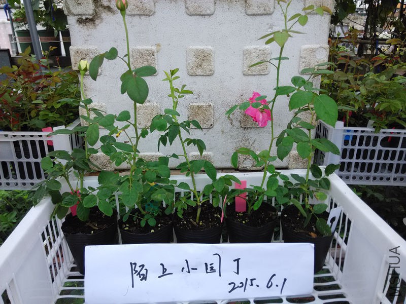 ������ɳŮ��ץ�����������ɾ����U��.jpg
