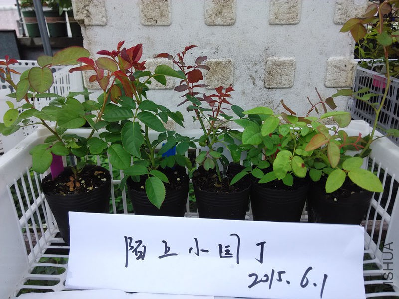 ɺ�������췽ҹ̷����������������֬.jpg
