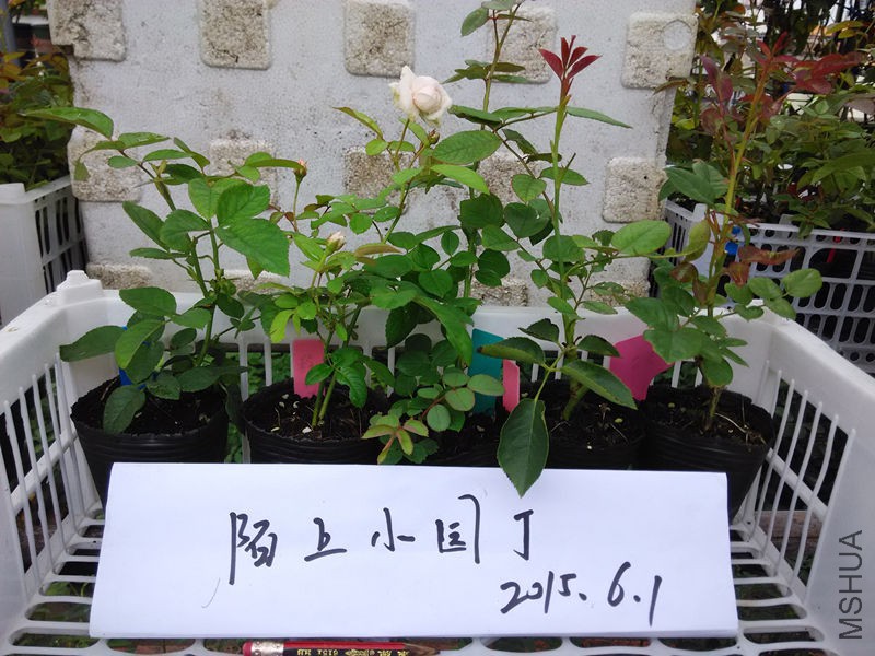 ʥ���ױ¥Сʥ���ٻ���.jpg