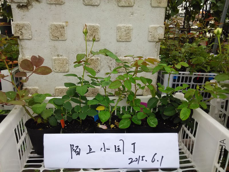 �İ����D��õ����ʢ������.jpg