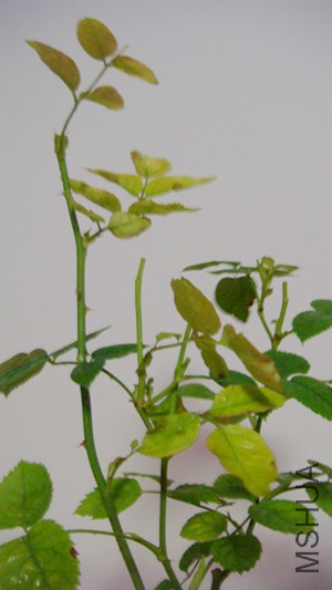 DSC06674.JPG