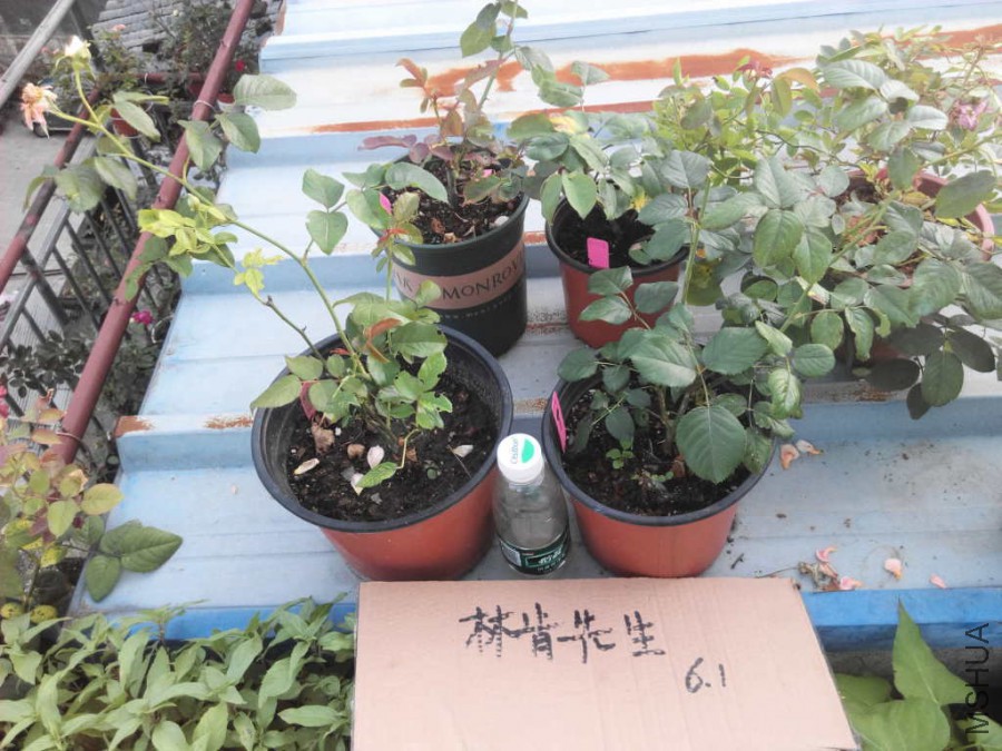 IMG_20150601_184832_1024_768_54.jpg