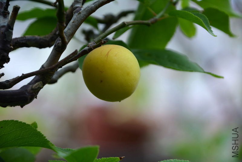 DSC_45300132.JPG