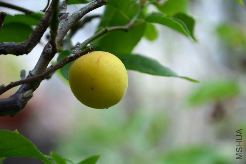 DSC_45310133.JPG