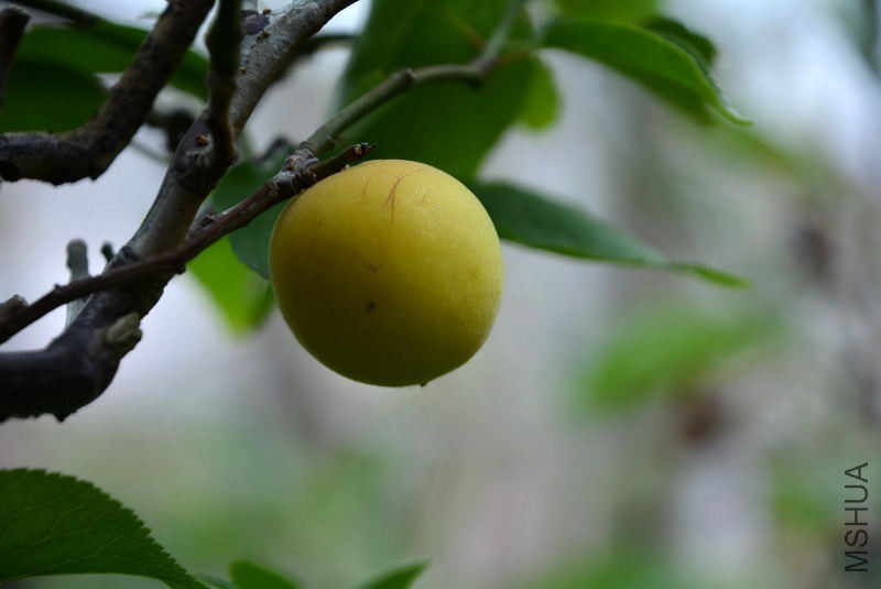 DSC_45320134.JPG