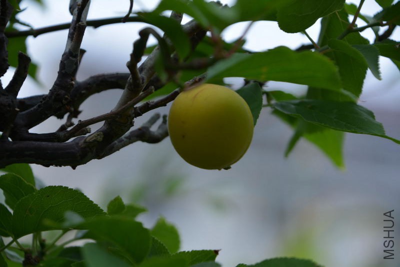 DSC_45330135.JPG
