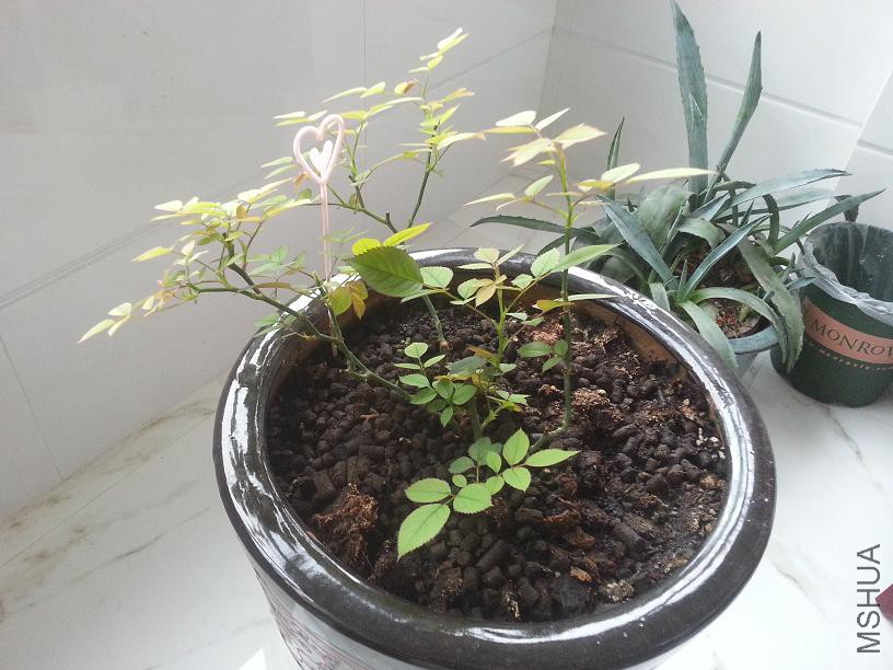 20150602_075544.jpg