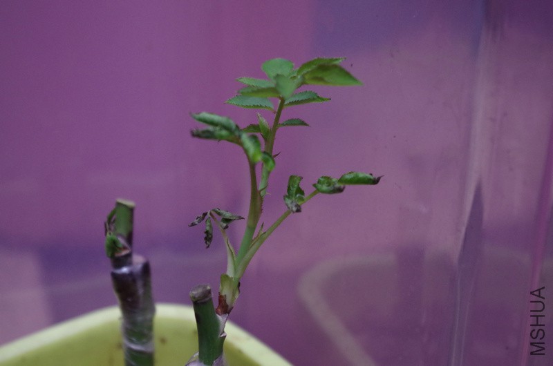 IMGP1110_1.jpg