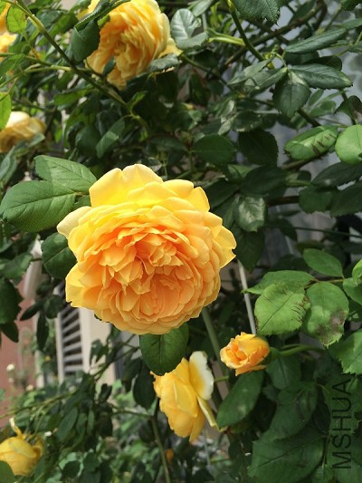 IMG_1793a.jpg