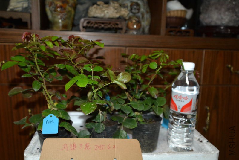 DSC_45470001.JPG