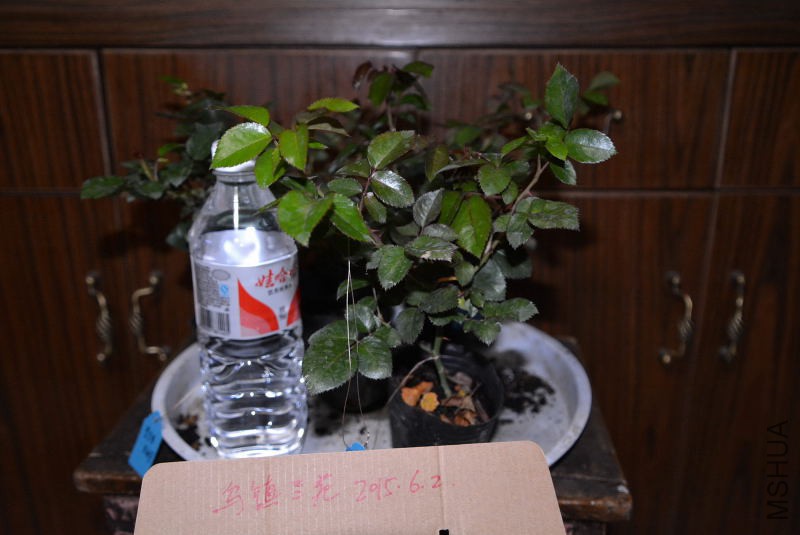 DSC_45480002.JPG