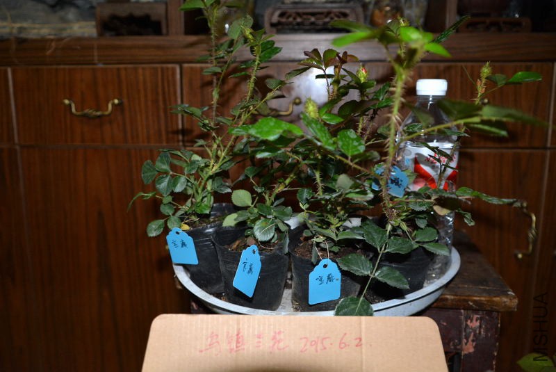 DSC_45580012.JPG