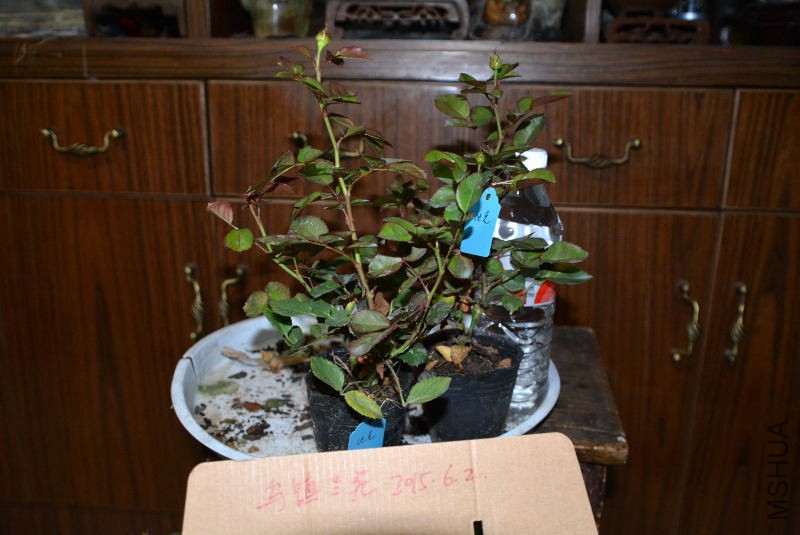 DSC_45600014.JPG