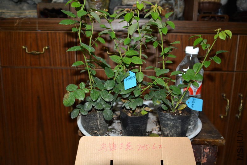 DSC_45610015.JPG