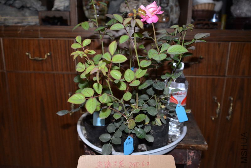 DSC_45640018.JPG