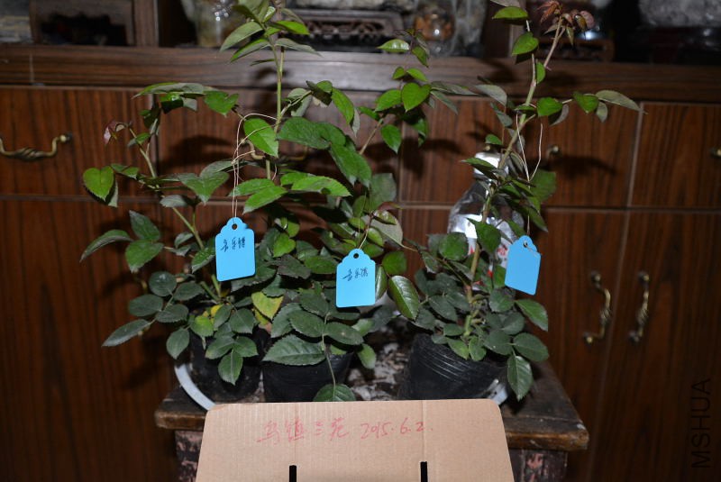 DSC_45690023.JPG