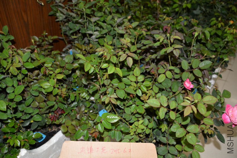DSC_45710025.JPG