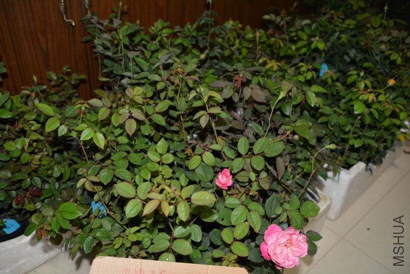 DSC_45720026.JPG