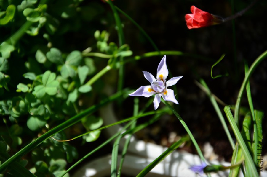 DSC_1350.JPG