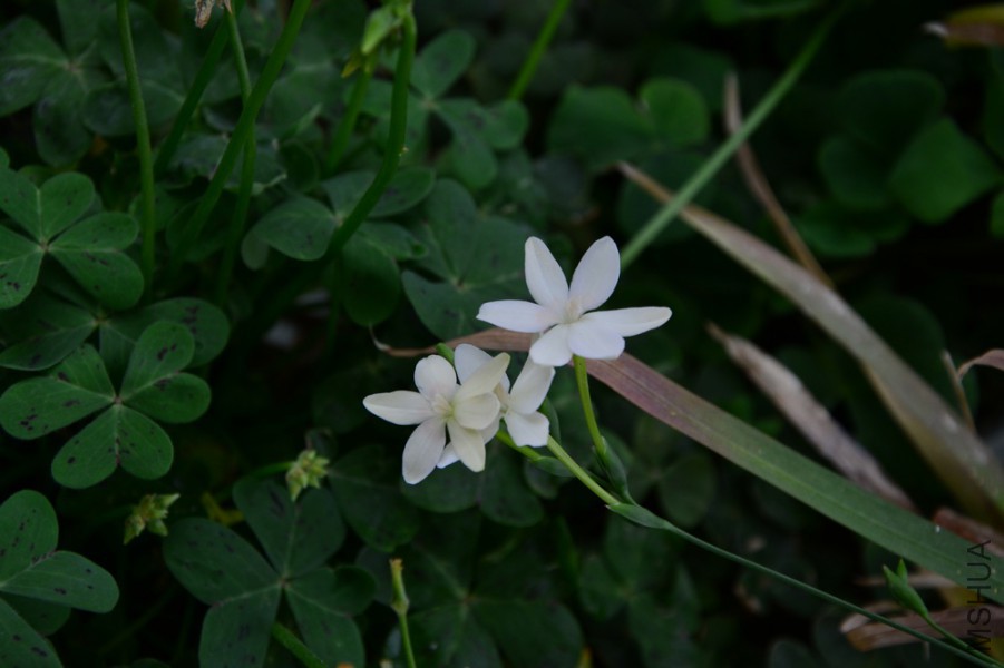 DSC_1956.JPG