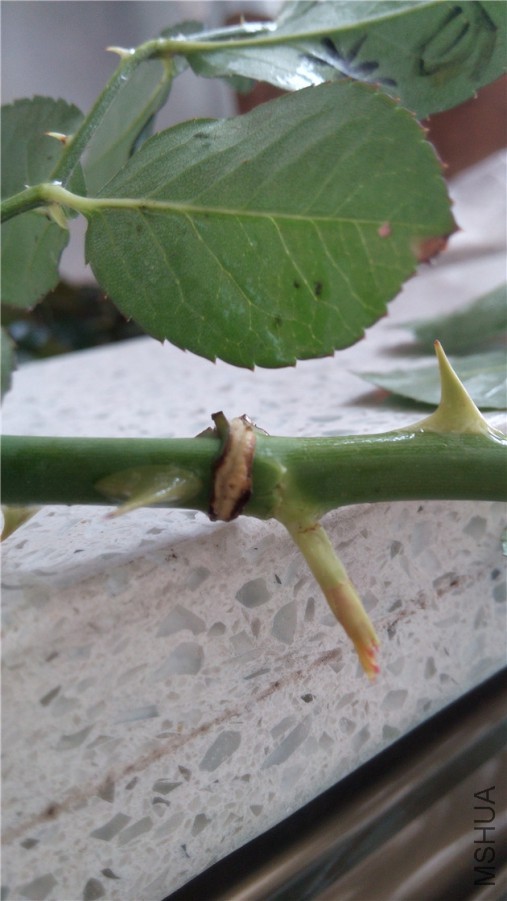 20140702085949.jpg