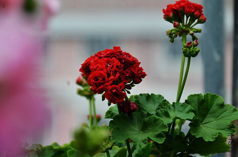 ���ƺ�õ�� (3).jpg