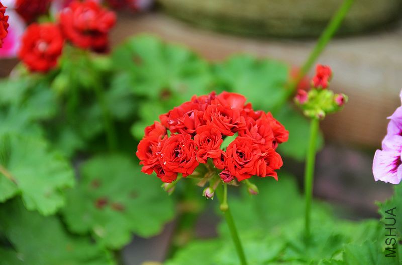 ���ƺ�õ�� (2).jpg