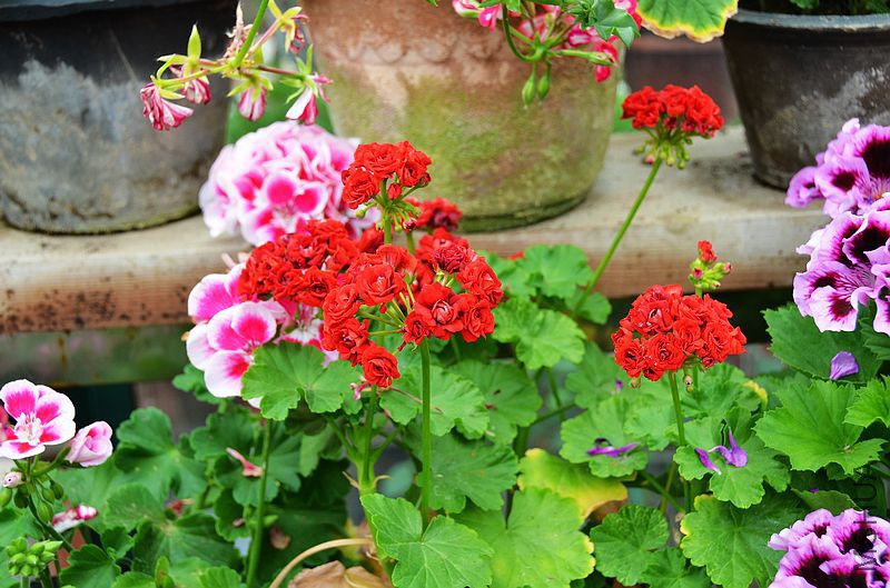 ���ƺ�õ�� (1).jpg