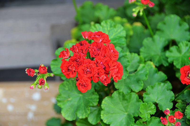 ���ƺ�õ�� (4).jpg