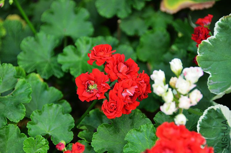 ���ƺ�õ�� (6).jpg